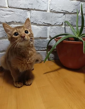 Somalier Kitten 3 Monate