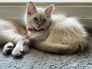 Unsere letzte babykatze sucht ein Zuhause