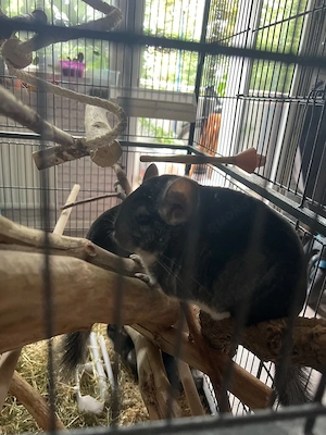 chinchilla zu verschenken