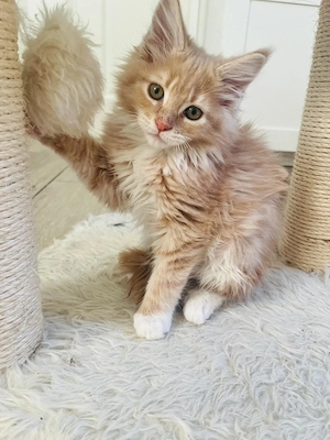 Maine coon reinrassig, weiblich 