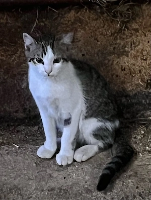 Kater vom Lande
