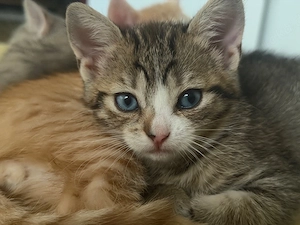 katzenbaby bkh mix Mädchen