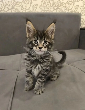 Maine Coon Mädchen