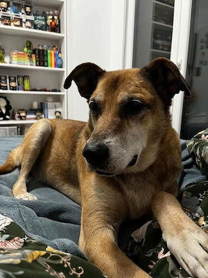 Opi Rex, ruhiger Hund sucht neues Zuhause