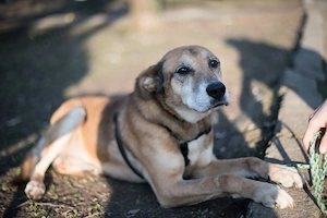 Opi Rex, ruhiger Hund sucht neues Zuhause