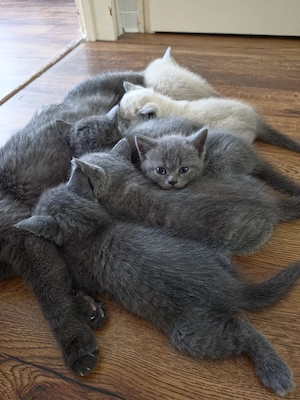 6 Wundervolle BKH Kitten     