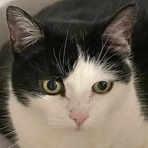 Catlyn - 12 Jahre - Europäische Kurzhaar - Tierhilfe Franken e.V.
