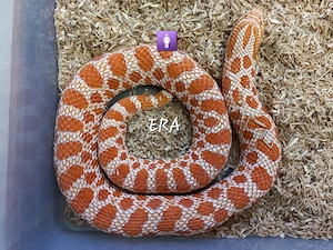 Extreme Red Albino Line