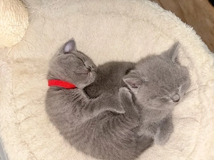 Zuckersüße BKH Kitten suchen ein liebevolles Zuhause!