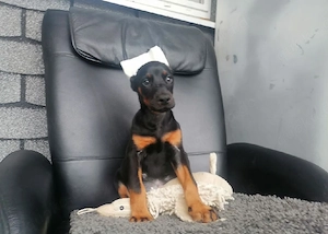 Dobermann Rüde