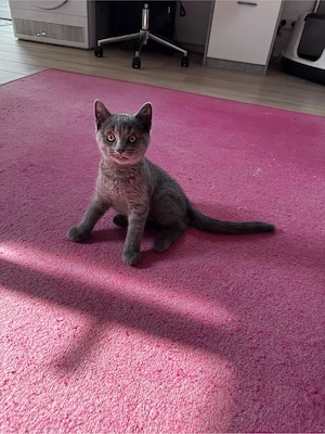 bkh babykatzen 12 Wochen alt
