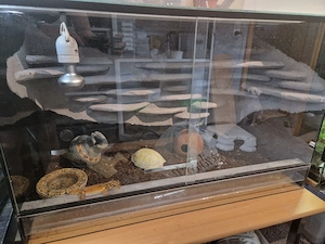 Leopardgecko Dame mit Terrarium  Bild 2