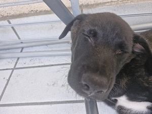 Malinois Herder mix