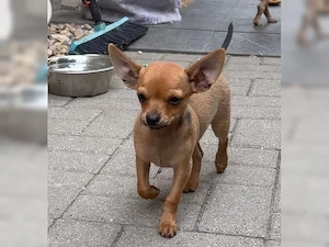 Warum Sie sich für unsere Chihuahua-Welpen entscheiden