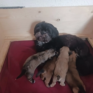 Zuckersüße Shih-Tzu Havaneser Mix Welpen