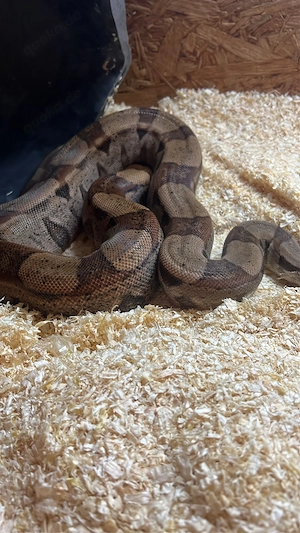 boa imperator 1.0
