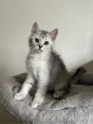 BKH Silver Shade Kater sucht ein liebevolles Zuhause