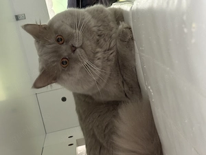 Zwei Britisch-Kurzhaar- Mittelhaar-Katzen (Pärchen) suchen ein liebevolles Zuhause