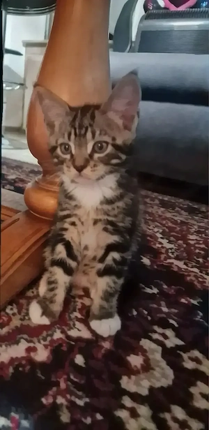 Maincoon mix kitten 