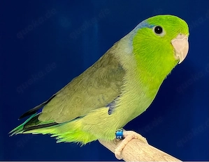 Blaugenick Sperlingspapagei