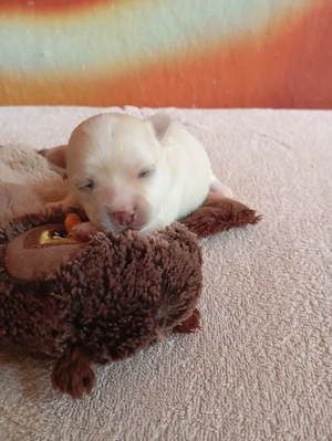 Chihuahua Welpe
