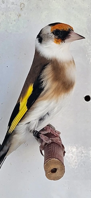 Stieglitz Carduelis kleine Art
