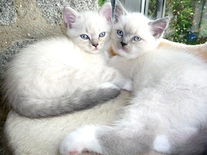 wunderschönes Kitten Kätzchen Katze Mädchen Ragdoll British Kurzhaar BKH