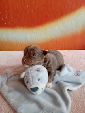 Chihuahua Welpe