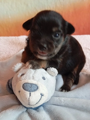 Chihuahua Welpe
