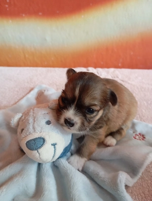 Chihuahua Welpe
