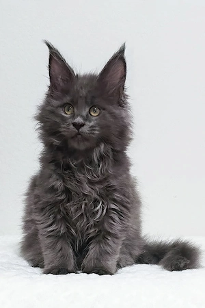 Wunderschönes, 4 Monate altes Maine-Coon-Kätzchen sucht ein liebevolles Zuhause   