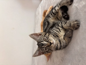   Maine-Coon-Mischling, weiblich, 10 Wochen alt, sucht ein liebevolles Zuhause.   