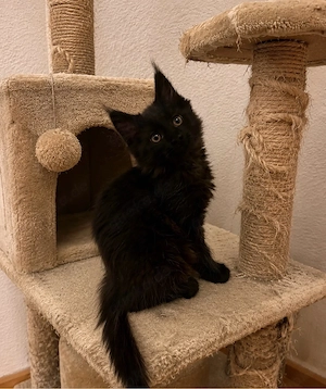 Main Coon Kitten black weiblich - abgabebereit ab 14.07.
