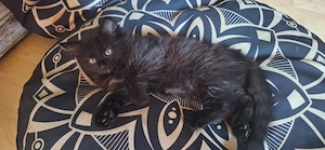 Maincoonmix Kitten 