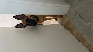 Malinois Rüde - Belgischer Schäferhund