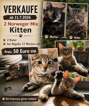 Norweger Mix Kitten zu verkaufen 