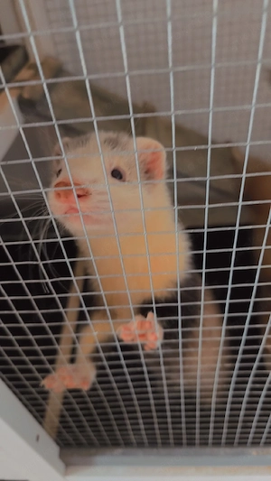2 Frettchen abzugeben