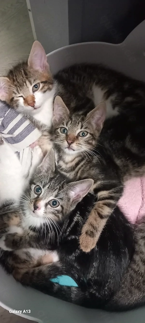 Süße Kitten   abzugeben 