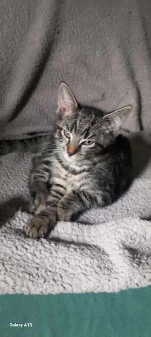 Süße Kitten   abzugeben 