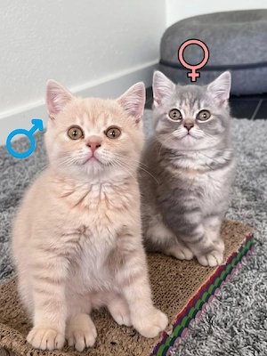 Bkh kitten, suchen ein zu Hause
