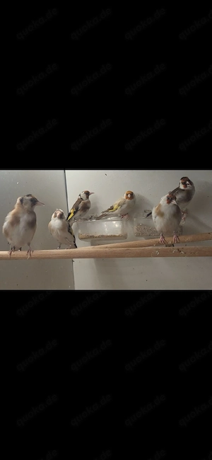 Kanarienvögel 