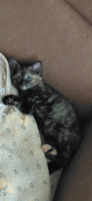 Halbperser Katzenbaby