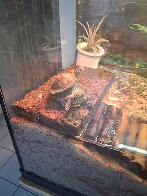Schmuckschildkröten mit Aparium und Unterschrank 