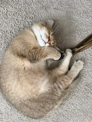 Reinrassige BKH Kitten  Bild 8