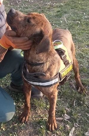 Karma, Pittbull-Terrier sucht ein Zuhause