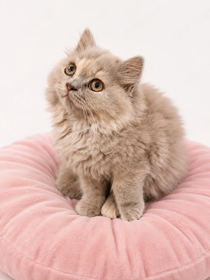 BKH, BLH, Britisch Kurzhaar, Britisch Langhaar, Kitten Lilac Tortie 