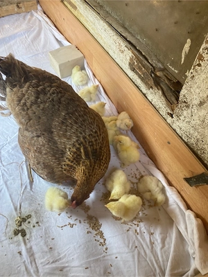 Glucke mit Küken