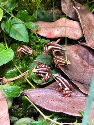 Epipedopates Anthonyi Nachzuchten abzugeben- berlin 