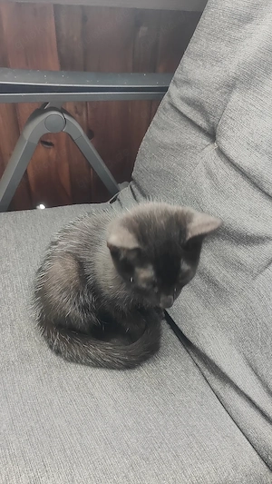 Katzenbaby Weibchen 12 Wochen