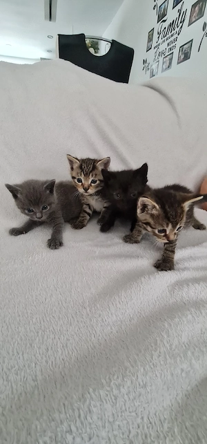 Kitten zu verkaufen 
